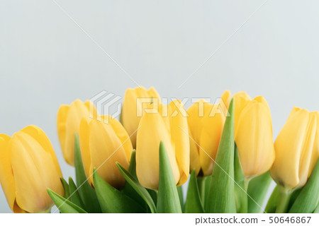 Bouquet of yellow tulips Bouquet of yellow tulips 50646867