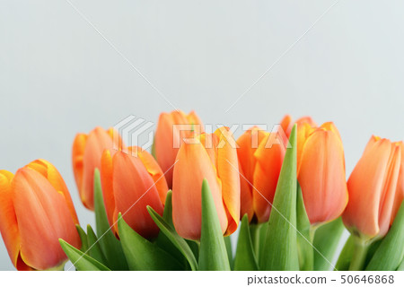 Bouquet of red tulips Bouquet of red tulips 50646868