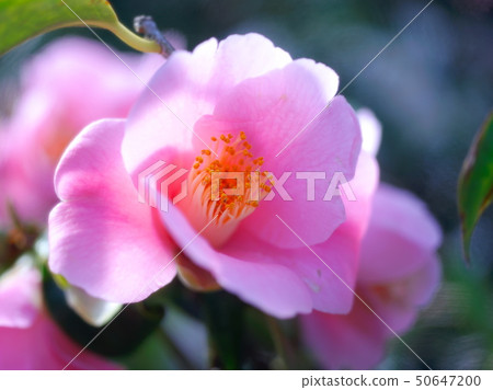 Camellia Exhibition at Lilygahara Park 50647200
