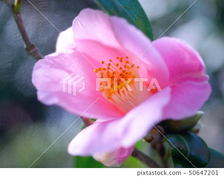 Camellia Exhibition at Lilygahara Park 50647201