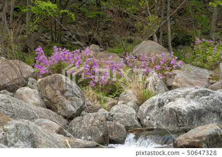 Ridgeberry, Cinnabar, Jiri Mountain, Namwon City, Jeonbuk Province 50647328
