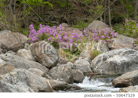Ridgeberry, Cinnabar, Jiri Mountain, Namwon City, Jeonbuk Province 50647329