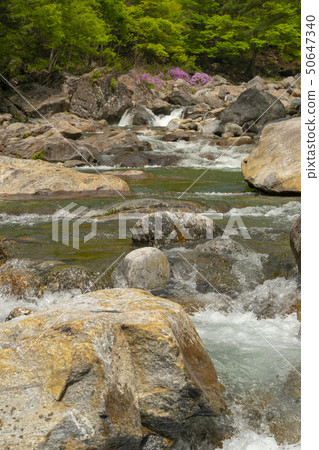 Ridgeberry, Cinnabar, Jiri Mountain, Namwon City, Jeonbuk Province 50647340