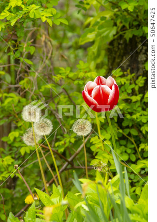 忠武縣峨山市外娛樂村 50647425