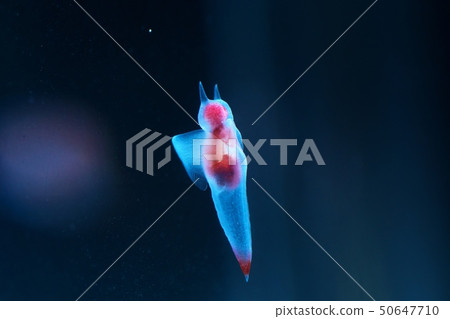 Shiretoko Fairy 50647710