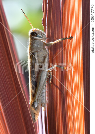 Tutuinago在冬天 50647776