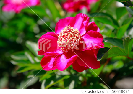 牡丹 50648035