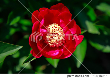 Peony Peony 50648036