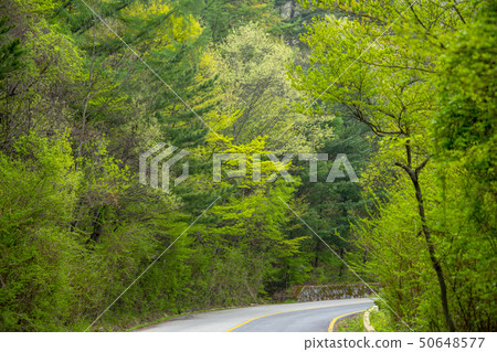 Dajung Valley, Jiri Mountain, Namwon City, Jeonbuk Province 50648577