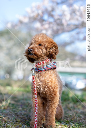 Toy poodle red 50648616