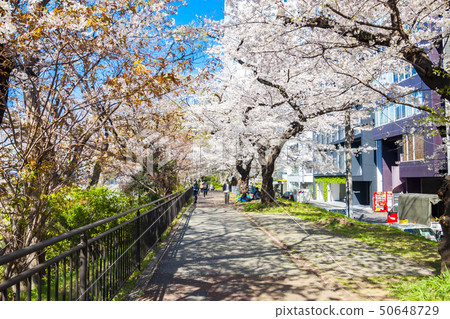 [東京] Gaien Park的櫻花盛開 50648729