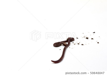 earthworms isolated on white background. 50648847