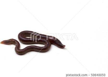 earthworms isolated on white background. earthworms isolated on white background. 50648850