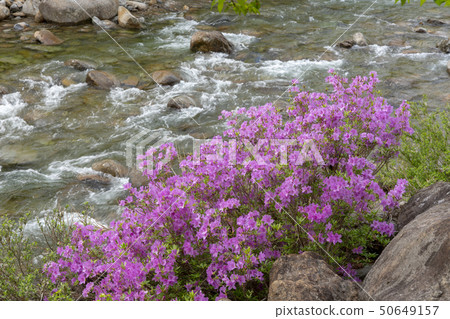 Dajung Valley，Jiri Mountain，Namwon City，Jeonbuk Province 50649157