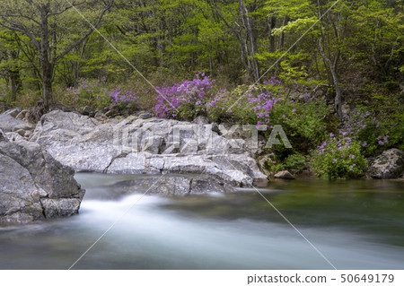 Dajung Valley, Jiri Mountain, Namwon City, Jeonbuk Province 50649179