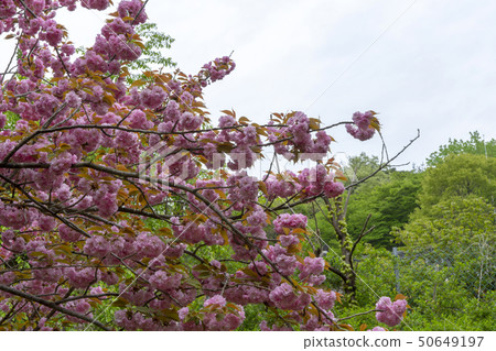 Changwon, Seosan-si, Chungnam 50649197