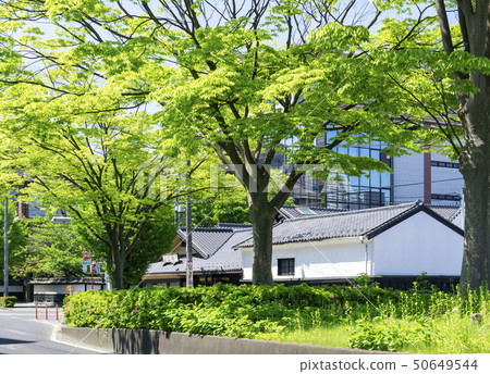 My town series, fresh green ginkgo trees, Atago Uesugi street My town series, fresh green ginkgo trees, Atago Uesugi street 50649544
