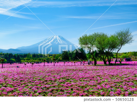 富士柴葉櫻花節 富士柴葉櫻花節 50650128