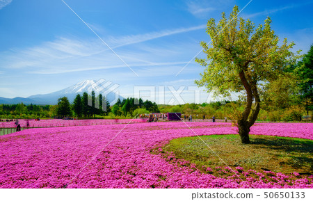 富士柴葉櫻花節 富士柴葉櫻花節 50650133