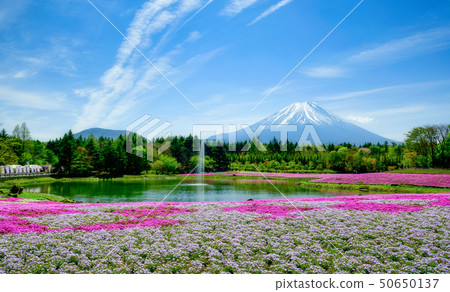 富士柴葉櫻花節 50650137