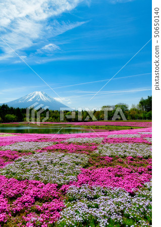 Fuji Shiba cherry-blossom Festival 50650140