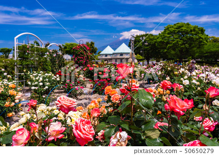 (靜岡縣)富士市中央公園富士山背後 (靜岡縣)富士市中央公園富士山背後 50650279