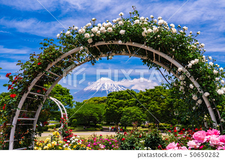 (Shizuoka Prefecture) Rose of Fuji city central park Mt. Fuji behind (Shizuoka Prefecture) Rose of Fuji city central park Mt. Fuji behind 50650282