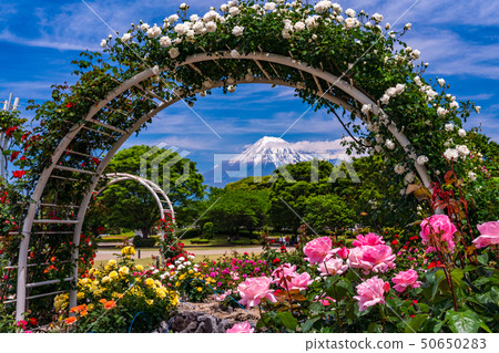 (Shizuoka Prefecture) Rose of Fuji city central park Mt. Fuji behind 50650283