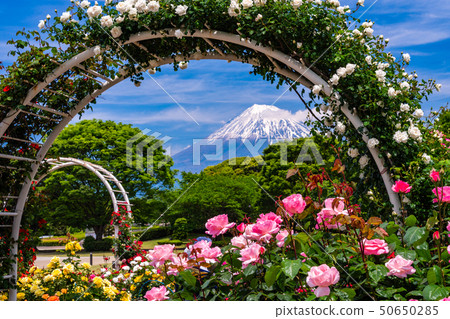 (Shizuoka Prefecture) Rose of Fuji city central park Mt. Fuji behind (Shizuoka Prefecture) Rose of Fuji city central park Mt. Fuji behind 50650285
