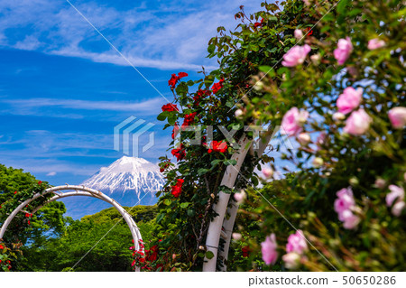 (Shizuoka Prefecture) Rose of Fuji city central park Mt. Fuji behind (Shizuoka Prefecture) Rose of Fuji city central park Mt. Fuji behind 50650286