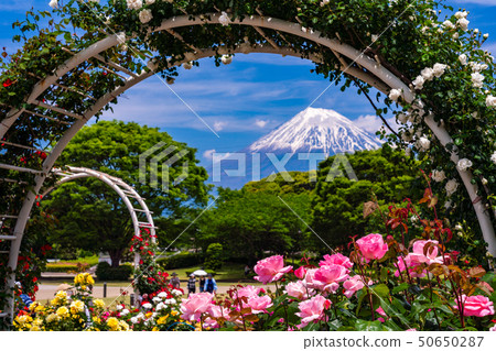 (Shizuoka Prefecture) Rose of Fuji city central park Mt. Fuji behind 50650287