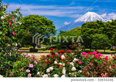 (Shizuoka Prefecture) Rose of Fuji city central park Mt. Fuji behind 50650288