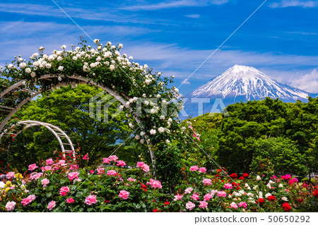 (Shizuoka Prefecture) Rose of Fuji city central park Mt. Fuji behind (Shizuoka Prefecture) Rose of Fuji city central park Mt. Fuji behind 50650292