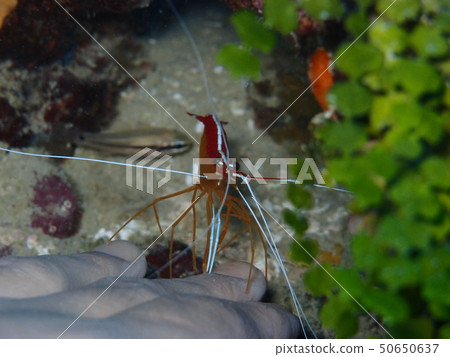Shrimp on the hand Shrimp on the hand 50650637