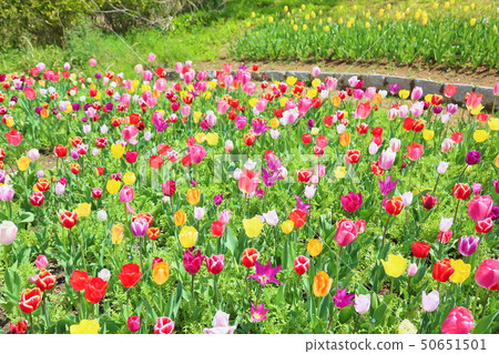 Spring flower bed tulip flower Spring flower bed tulip flower 50651501