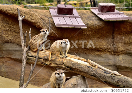 Yokohama zoorasia zoo cute face meerkat 50651732
