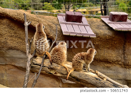 Yokohama zoorasia zoo cute face meerkat Yokohama zoorasia zoo cute face meerkat 50651743