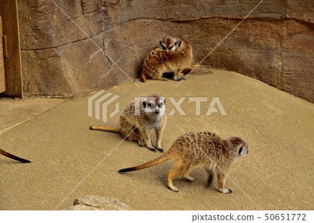 Yokohama zoorasia zoo cute face meerkat 50651772