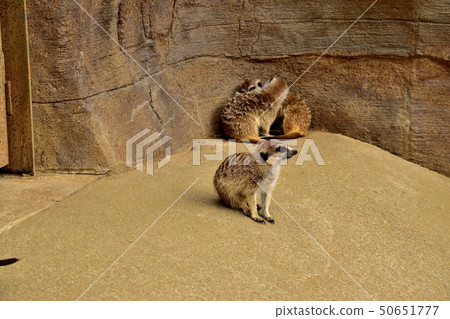 Yokohama zoorasia zoo cute face meerkat 50651777
