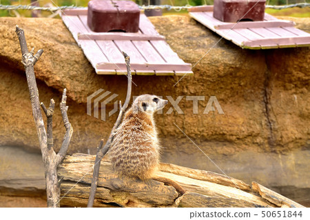 橫濱zoorasia動物園逗人喜愛的面孔貓鼬 50651844