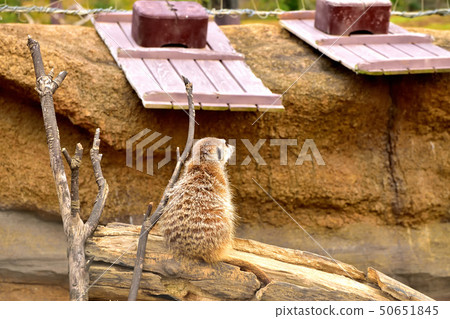 Yokohama zoorasia zoo cute face meerkat 50651845