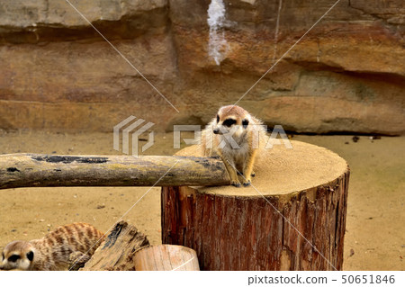Yokohama zoorasia zoo cute face meerkat 50651846