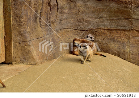 Yokohama zoorasia zoo cute face meerkat 50651918