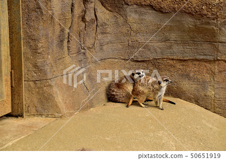 Yokohama zoorasia zoo cute face meerkat 50651919