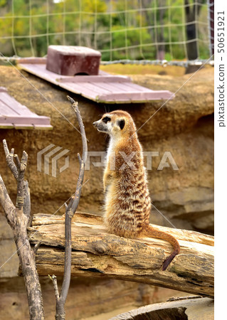 Yokohama zoorasia zoo cute face meerkat Yokohama zoorasia zoo cute face meerkat 50651921