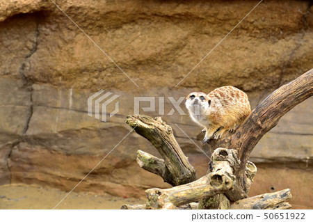 Yokohama zoorasia zoo cute face meerkat 50651922