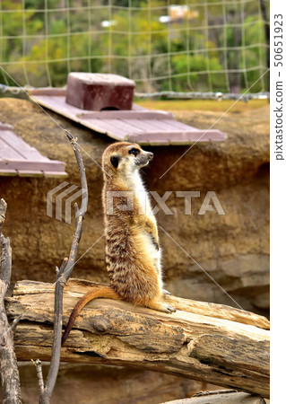 橫濱zoorasia動物園逗人喜愛的面孔貓鼬 橫濱zoorasia動物園逗人喜愛的面孔貓鼬 50651923