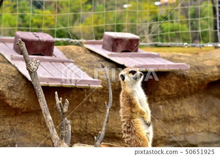 橫濱zoorasia動物園逗人喜愛的面孔貓鼬 50651925
