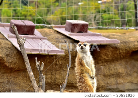 Yokohama zoorasia zoo cute face meerkat 50651926
