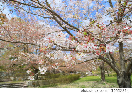 Spring park cherry blossoms Spring park cherry blossoms 50652214